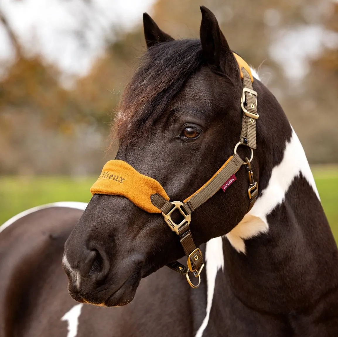 LeMieux Vogue Headcollar & Lead Rope